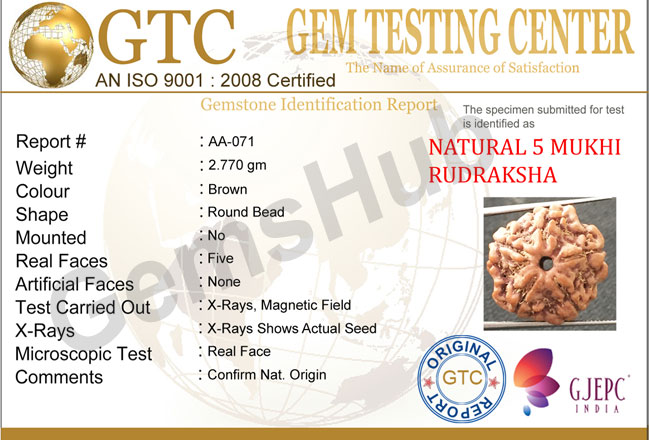 5 Mukhi Certified Nepali Rudraksha